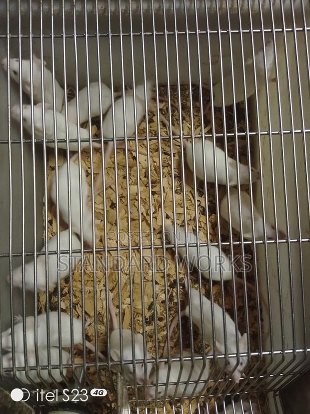 White Mice - main view