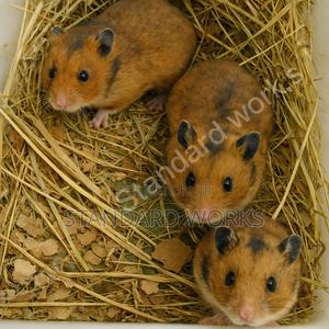 Pet Hamsters - thumbnail 2