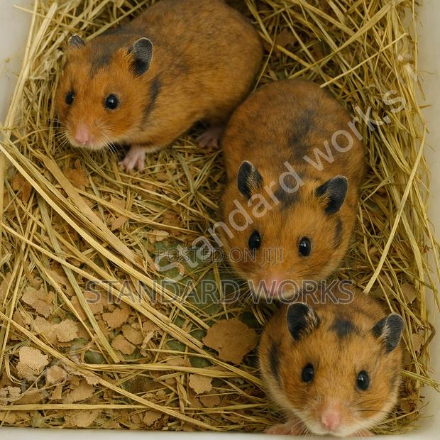 Pet Hamsters - main view