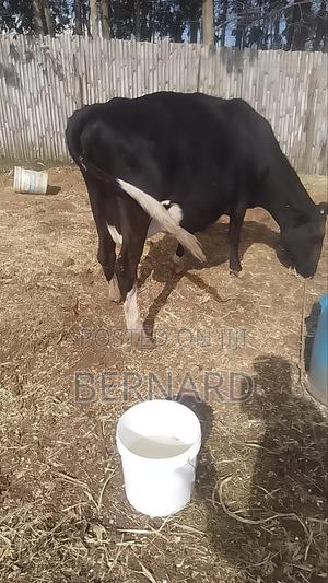 Mr.Kulgat Dairy - main view