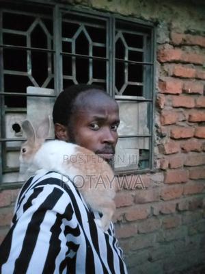 Rabbit as Pets - thumbnail 2