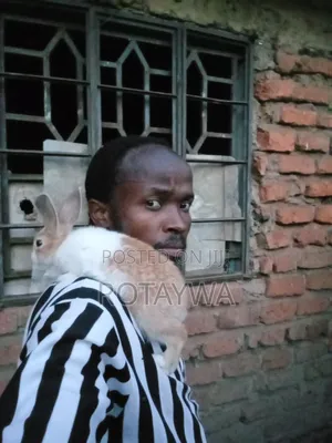Rabbit as Pets