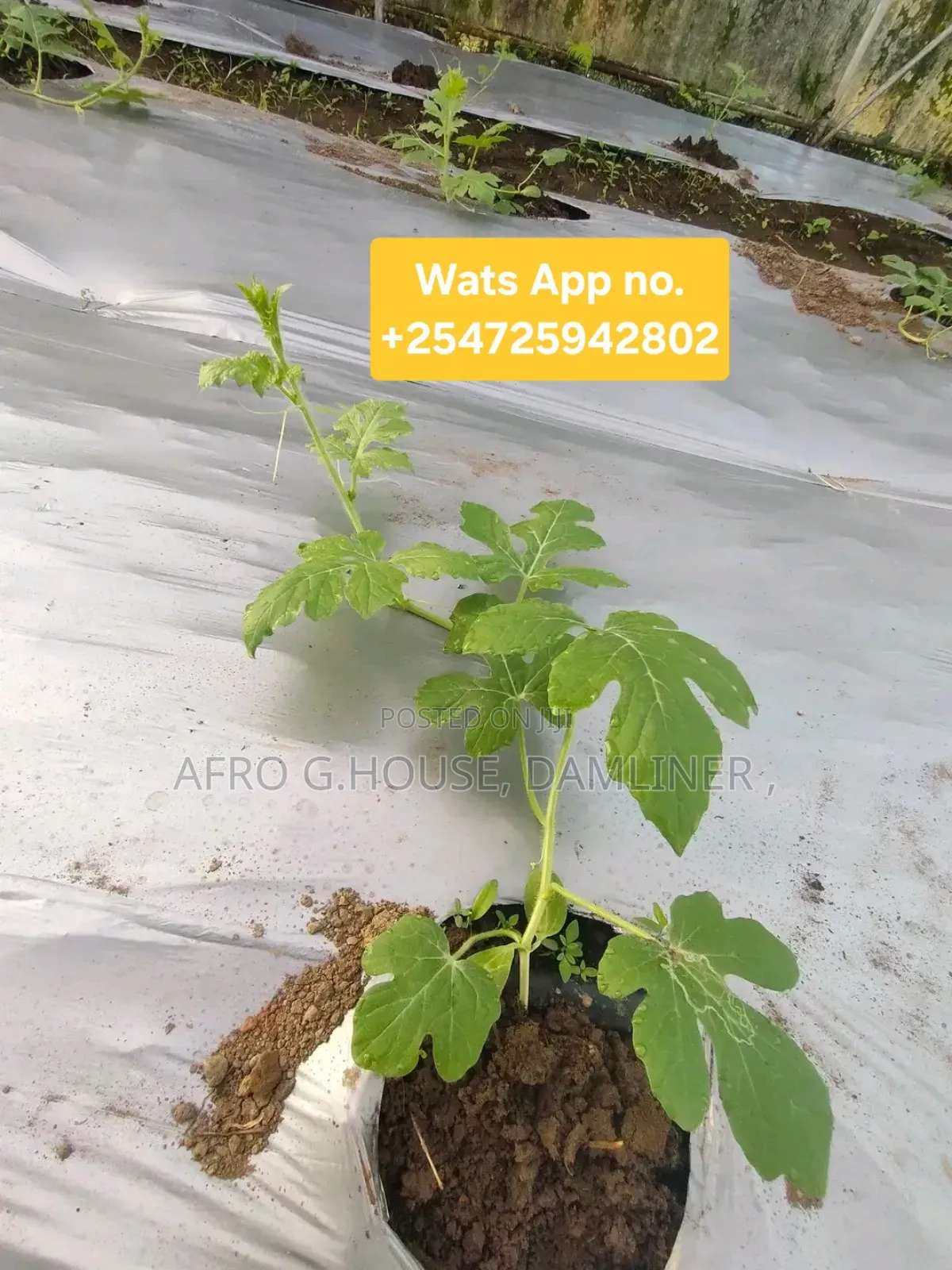 Mulch Cover Film 80mic 60mic