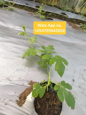 Mulch Cover Film 80mic 60mic