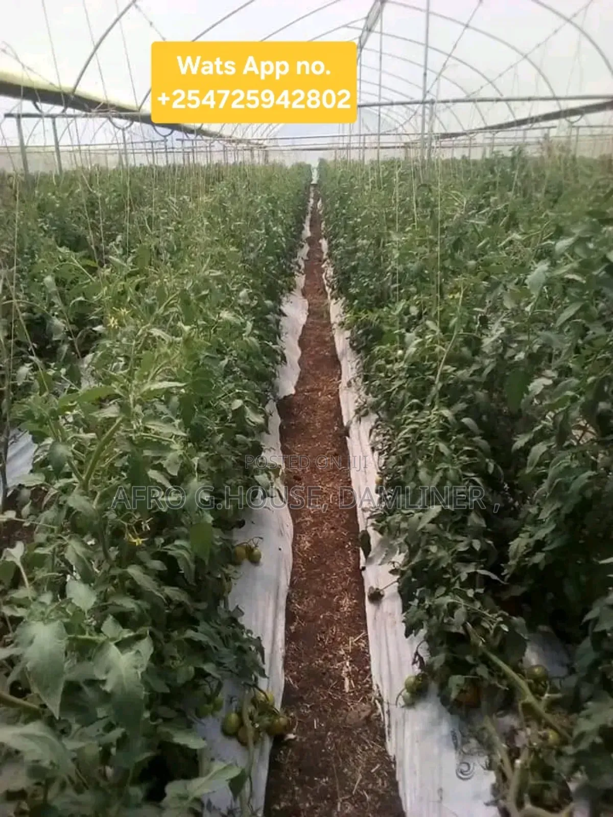 Mulch Cover Film 80mic 60mic