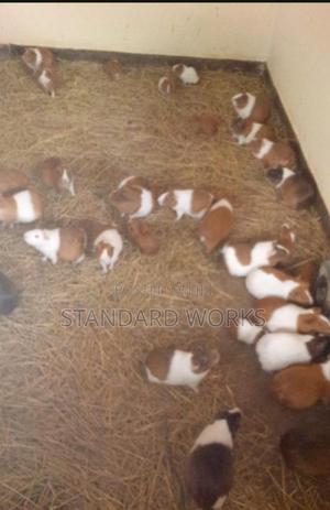 Guinea Pigs - thumbnail 3