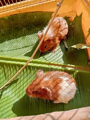 Guinea Pigs - thumbnail 2