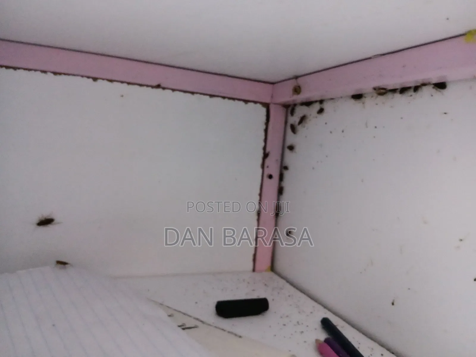 Cockroaches Fumigation
