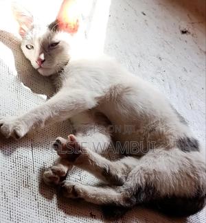 3-6 months Female Mixed Breed Cornish Rex - main view