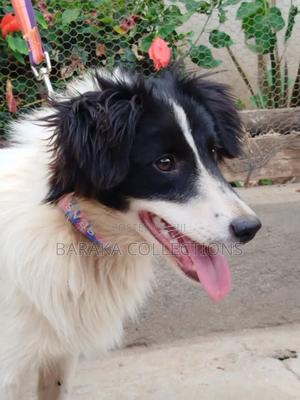 3-6 months Male Purebred Border Collie - thumbnail 2