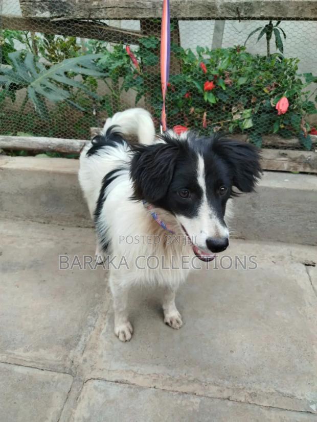 3-6 months Male Purebred Border Collie - thumbnail 3