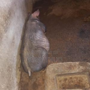Pure Pig Breeds, 4 Months Old and Adults