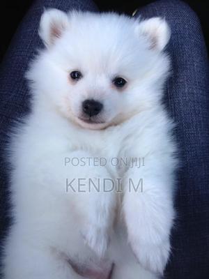 1-3 months Male Mixed Breed Japanese Spitz