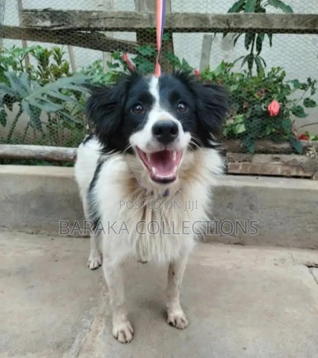 3-6 months Male Purebred Border Collie - thumbnail 4