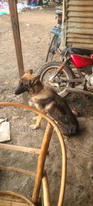 6-12 months Male Purebred German Shepherd - main view