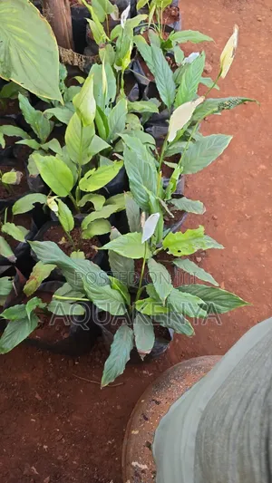 Peace Lily Indoor Plant,Plants