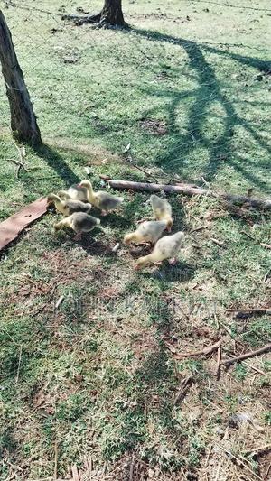 Gosling on Sale - main view