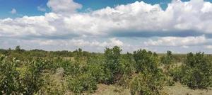 12,000 Acres For Sale - thumbnail 2