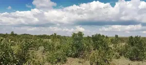 14 Acres for Sale