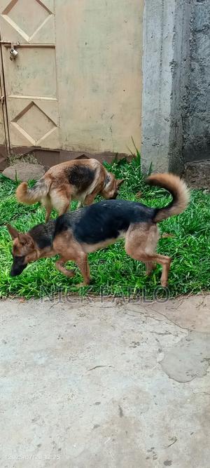 6-12 months Female Purebred German Shepherd - thumbnail 2