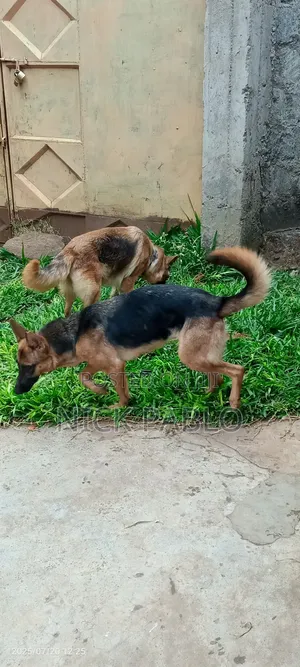 6-12 months Female Purebred German Shepherd
