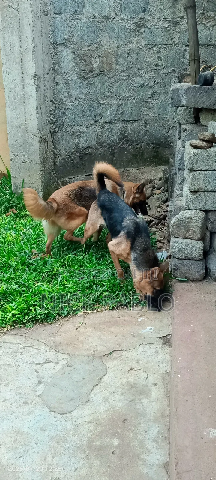 6-12 months Female Purebred German Shepherd