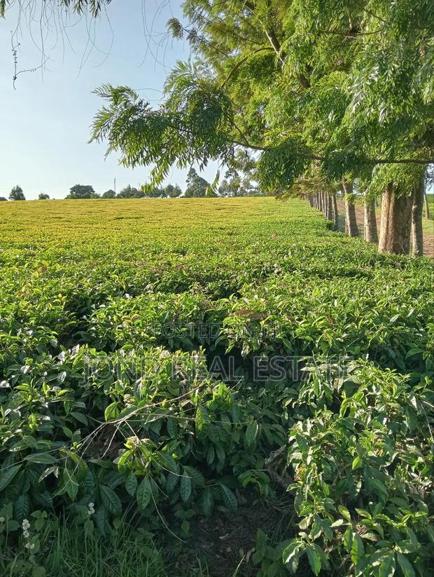 12.5 Acre Block for Sale in Tigoni
