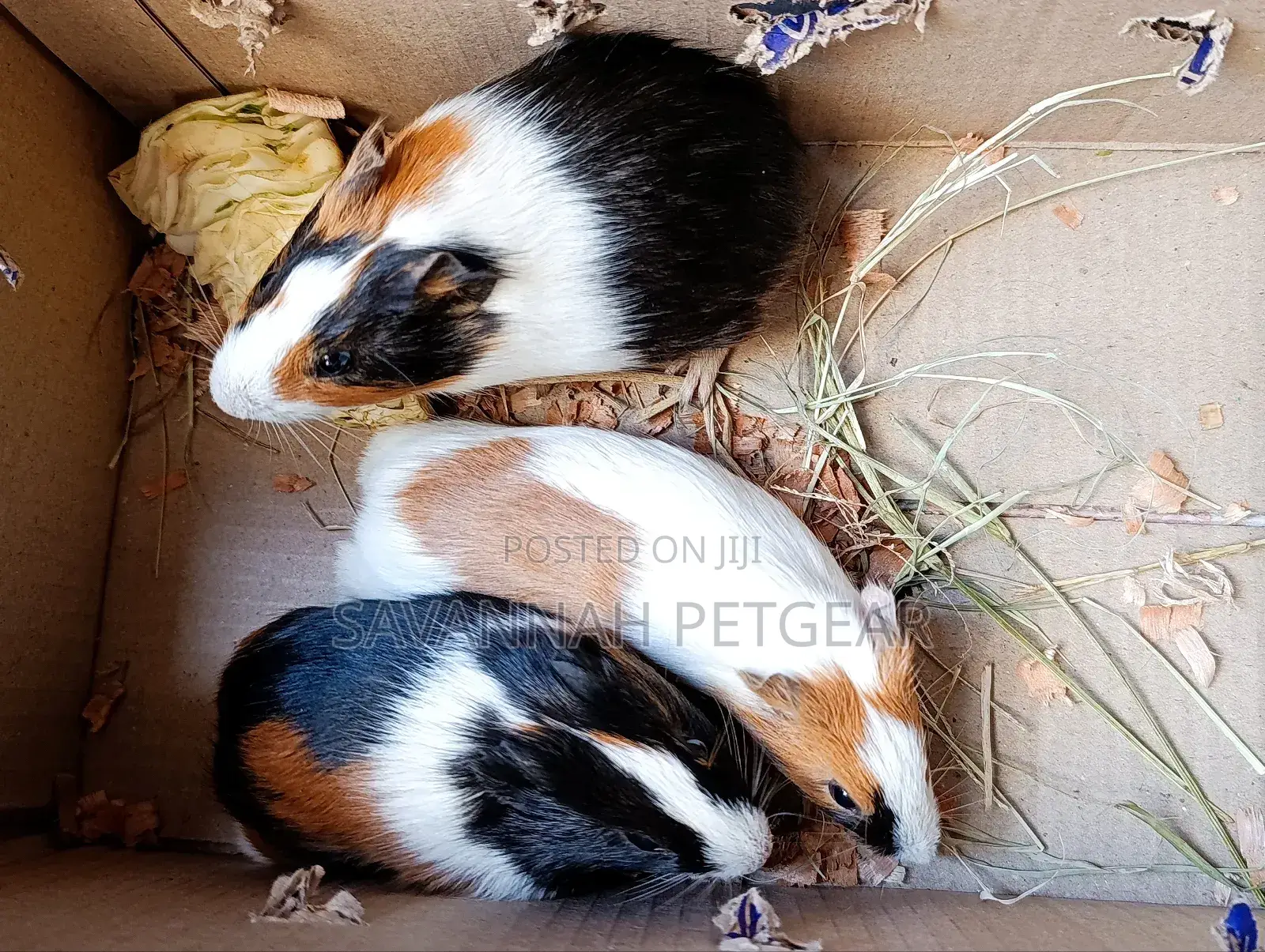 American Guinea Pigs (Young Ones) for Children Pets and Breeding