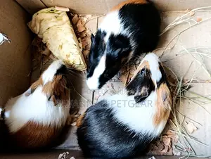 American Guinea Pigs (Young Ones) for Children Pets and Breeding