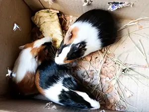 American Guinea Pigs (Young Ones) for Children Pets and Breeding