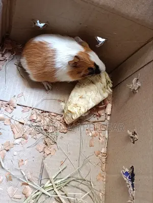 American Guinea Pigs (Young Ones) for Children Pets and Breeding