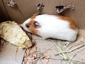 American Guinea Pigs (Young Ones) for Children Pets and Breeding