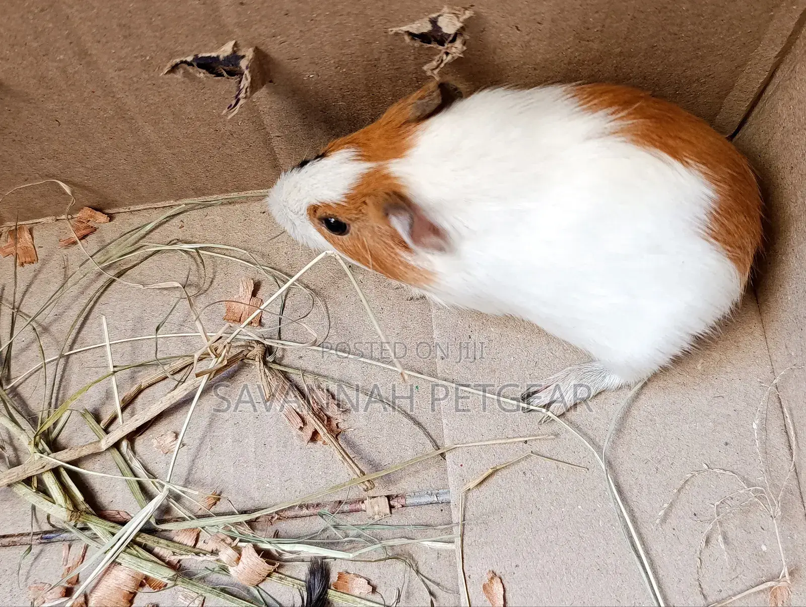 American Guinea Pigs (Young Ones) for Children Pets and Breeding
