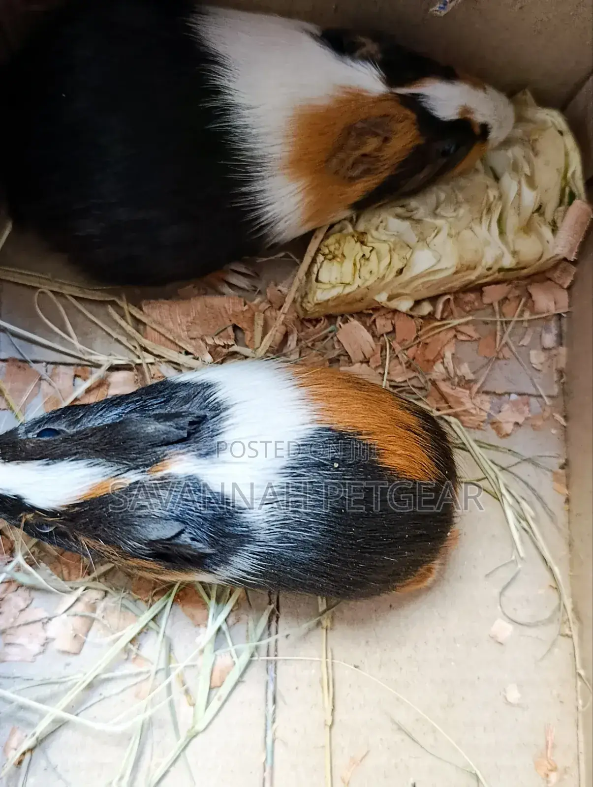 American Guinea Pigs (Young Ones) for Children Pets and Breeding