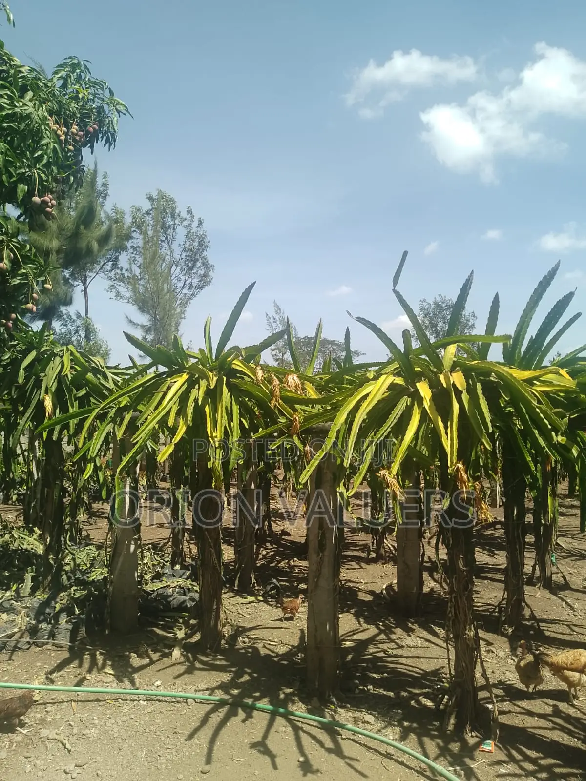Plot for Sale 50 by 100 Along Eastern Bypass