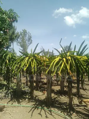Plot for Sale 50 by 100 Along Eastern Bypass