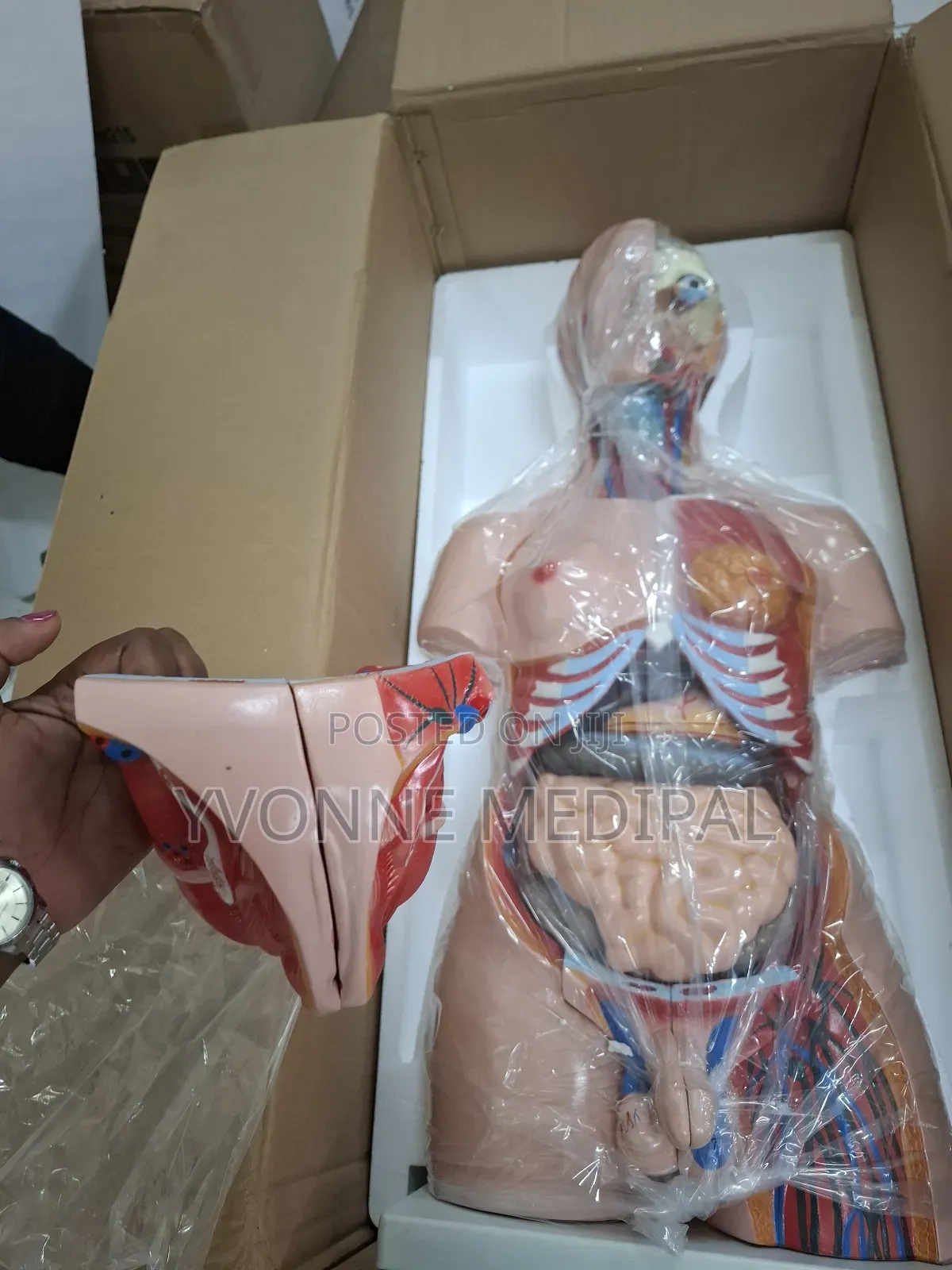 Torso / Resuscitation Adult Torso.