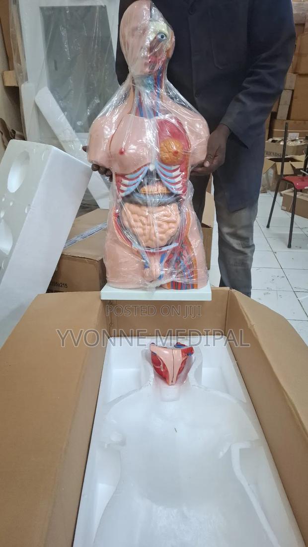 Torso / Resuscitation Adult Torso. - thumbnail 3