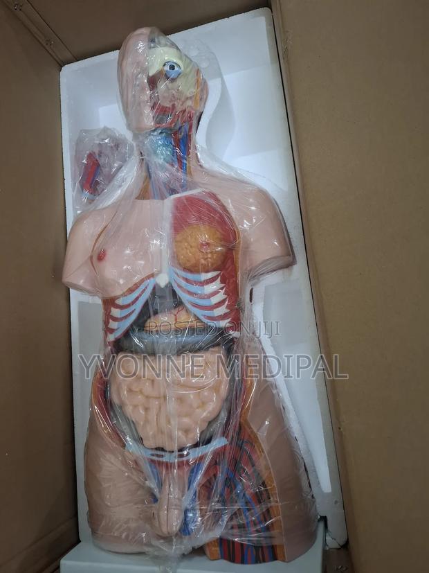 Torso / Resuscitation Adult Torso. - thumbnail 5