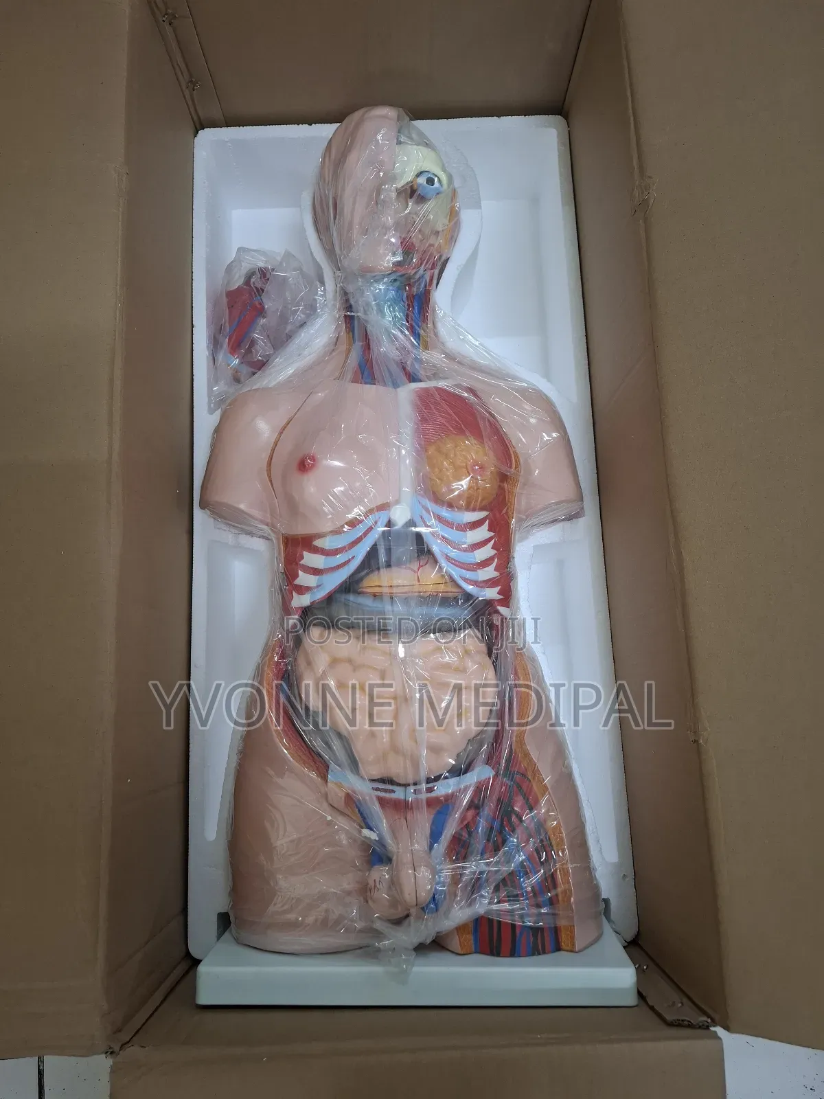 Torso / Resuscitation Adult Torso.