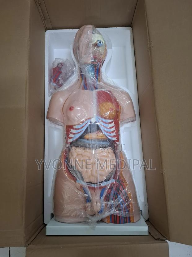 Torso / Resuscitation Adult Torso. - thumbnail 6