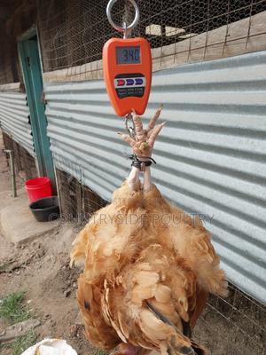 Slaughter Ready Chicken - main view