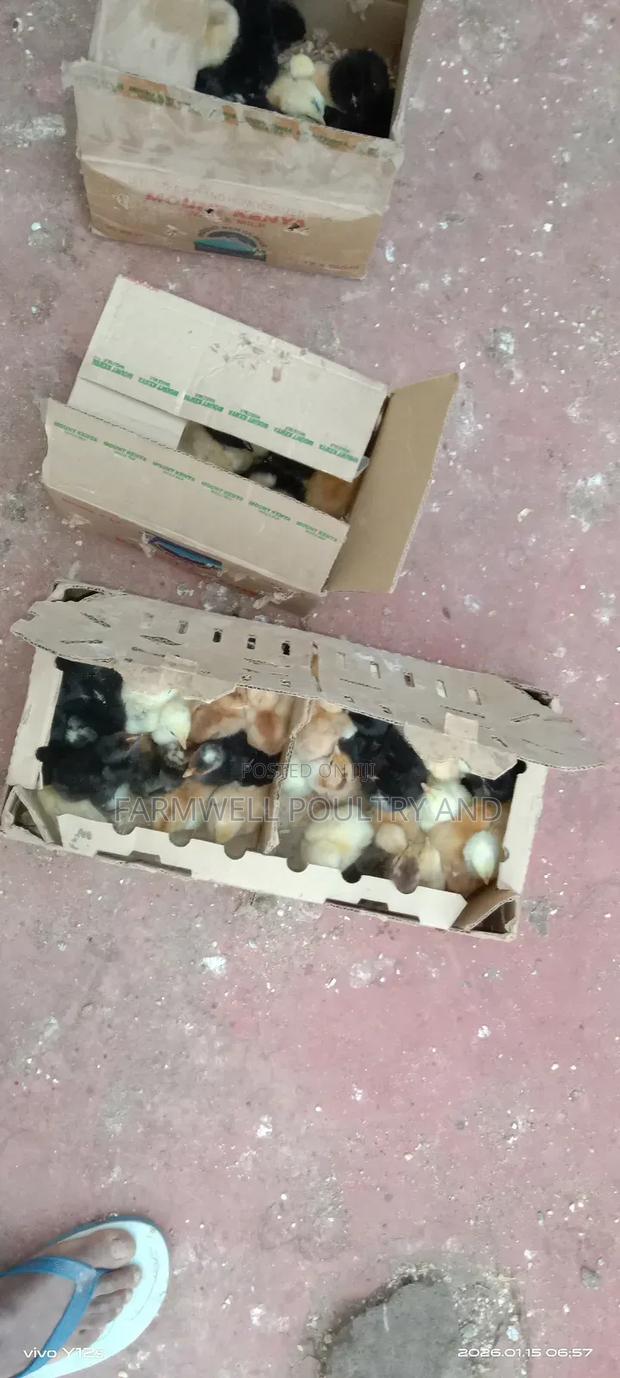 Pure Kenbro and Sasso F1 Chicks - main view