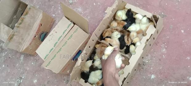 Pure Kenbro and Sasso F1 Chicks - thumbnail 3