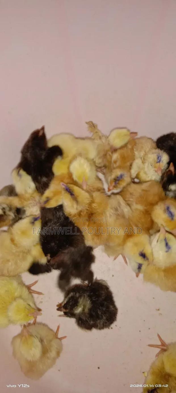 Pure Kenbro and Sasso F1 Chicks - thumbnail 4