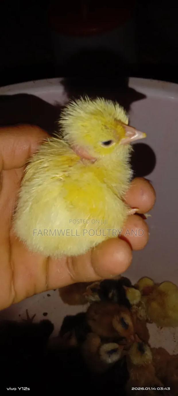 Pure Kenbro and Sasso F1 Chicks - thumbnail 5