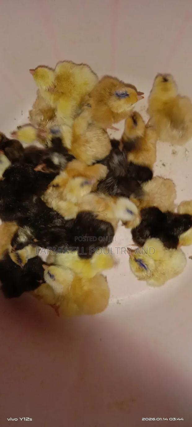 Pure Kenbro and Sasso F1 Chicks - thumbnail 6