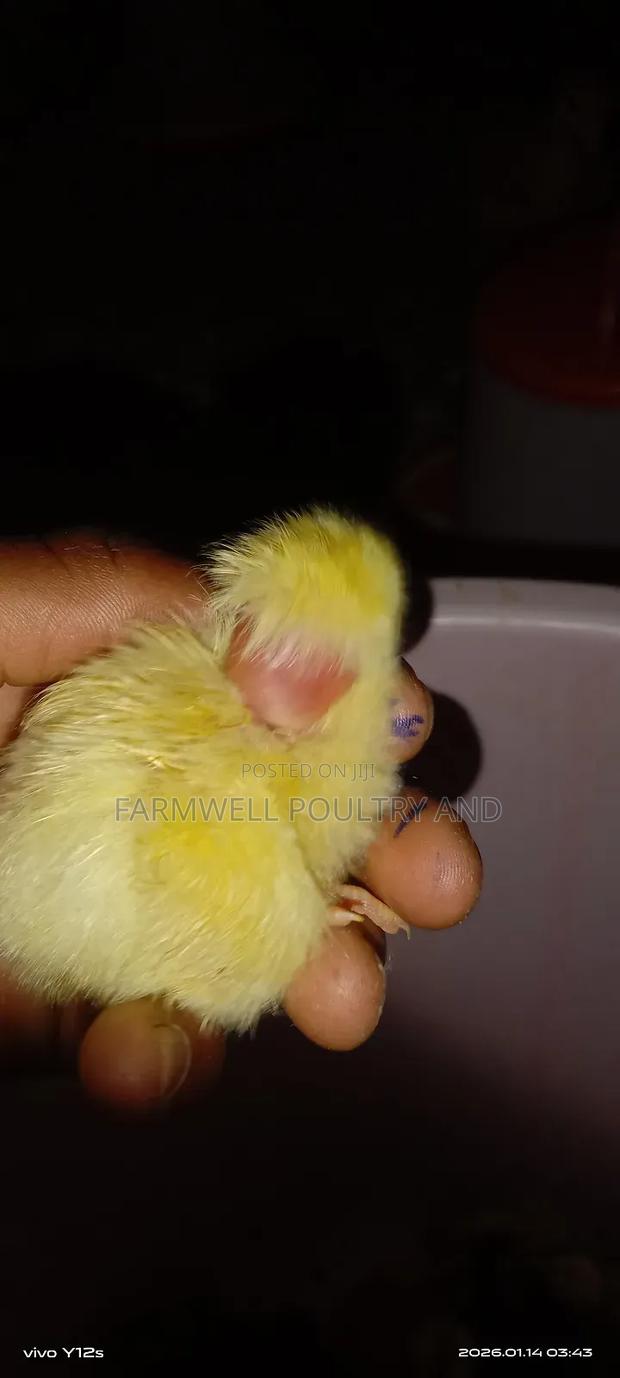 Pure Kenbro and Sasso F1 Chicks - thumbnail 7