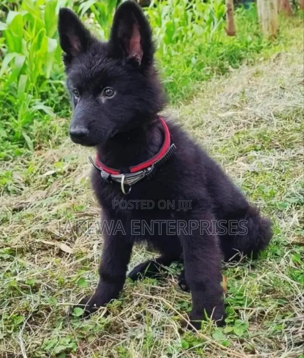 1-3 months Male Purebred German Shepherd