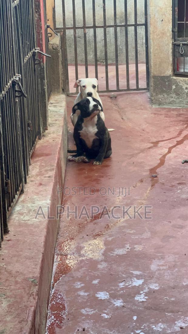 3-6 months Male Purebred American Bully - thumbnail 2